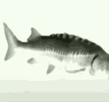 no fish sad